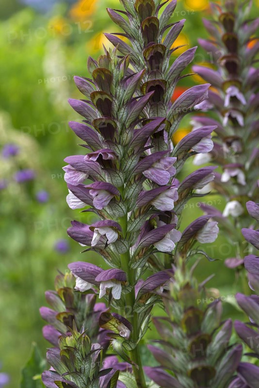 Sea dock (Acanthus mollis), Bavaria, Germany, Europe