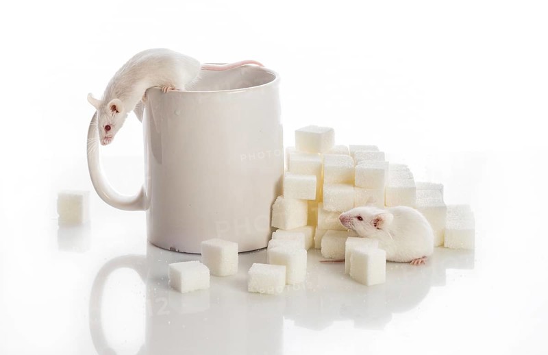 Two white laboratory mice crawling up the stairs from the sugar cubes and a cup, diabetes concept