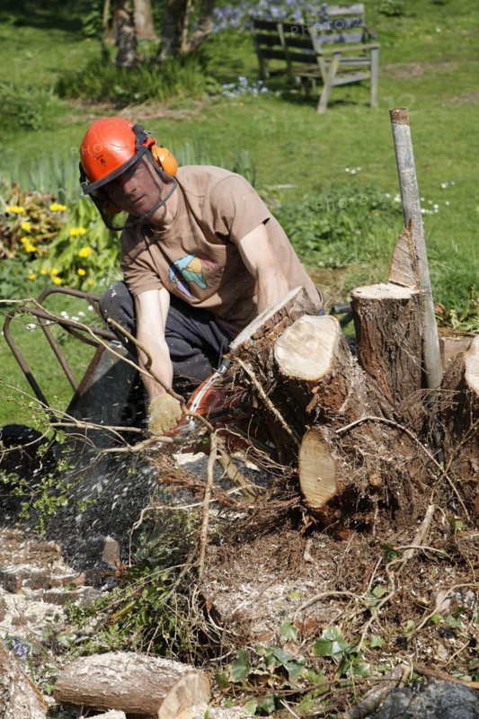 Man using chainsaw to cut down tree stump