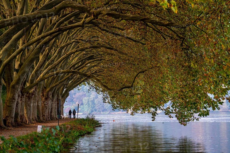 Platanen Allee, Weg am Lake Baldeney, near Haus Scheppen, in Essen, autumn, North Rhine-Westphalia, Germany, Europe