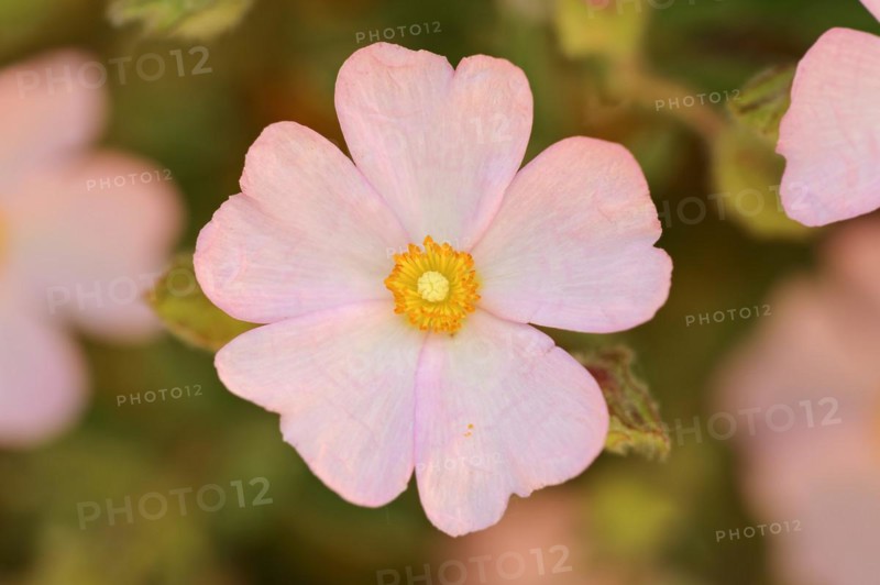 Small-flowered rockrose (Cistus parviflorus), flower, Provence, southern France