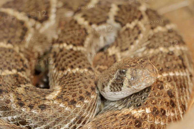 Texas rattlesnake or western diamondback rattlesnake (Crotalus atrox), captive, occurring in North America