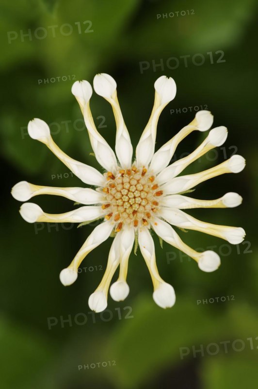 Cape daisy or Bornholm daisy 'Soprano Vanilla Spoon' (Dimorphotheca ecklonis, Osteospermum ecklonis), flower, ornamental plant, North Rhine-Westphalia, Germany, Europe