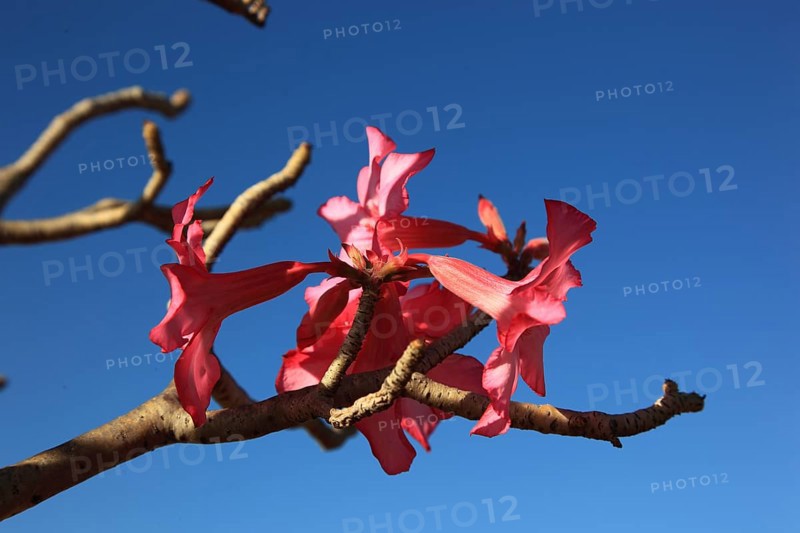 South Ethiopia, desert roses, Adenium, are a plant genus of the dogbane family, Apocynaceae, tree with flowers, Ethiopia, Africa