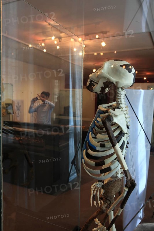 Addis Ababa, in the Ethnological Museum, illustration of Luci, Lucy refers to the partial skeleton of an individual of the species Australopithecus afarensis, Ethiopia, discovered in the Afar Triangle in 1974 and interpreted as female, Africa