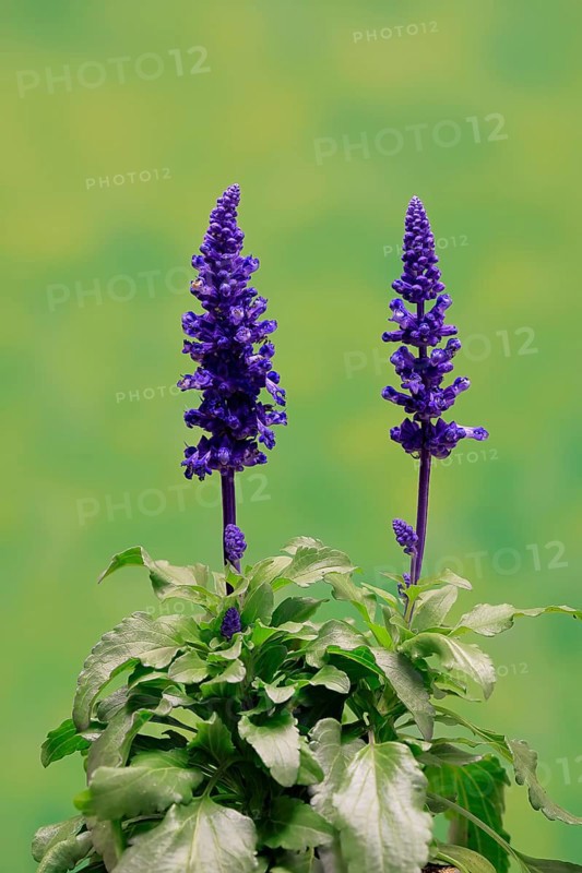 Mealycup sage (Salvia farinacea), flowering, Elllerstadt, Germany, Europe