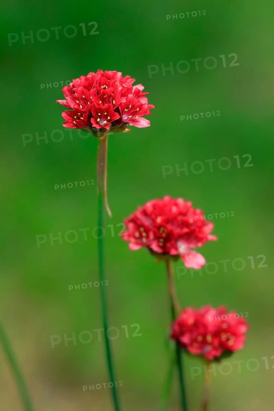 Lady's cushion (Armeria), flowering, flower, Ellerstadt, Germany, Europe