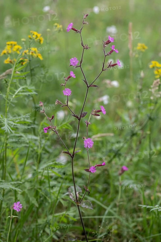 Red campion (Silene dioica), Emsland, Lower Saxony, Germany, Europe