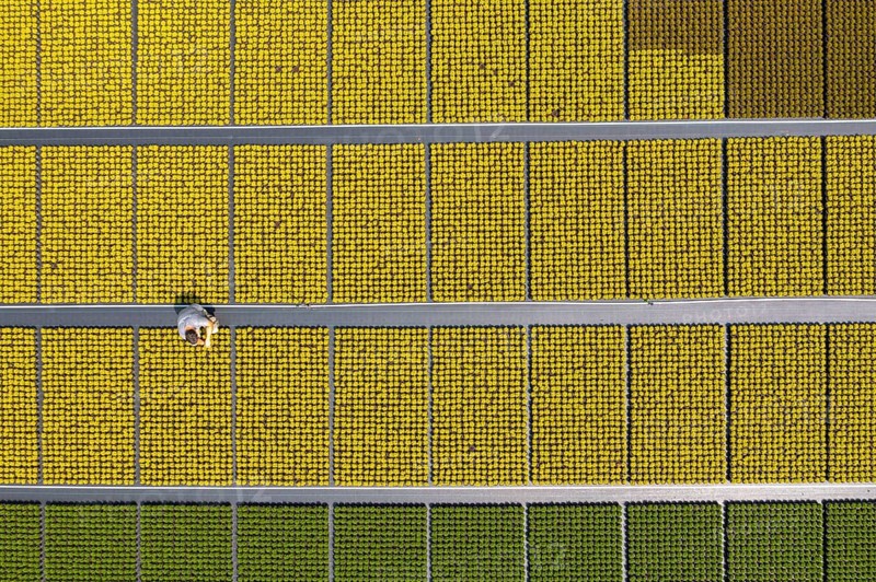 Horticultural business, broom heather plants, in flower pots, outdoors, Calluna vulgaris, are cut back to optimise the flowering behaviour, North Rhine-Westphalia, Germany, Europe