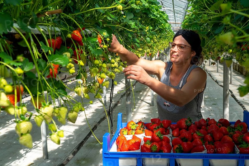 Harvesting strawberries, harvest helper, strawberry cultivation in the greenhouse, young strawberry plants grow up, in different stages of ripeness are watered individually by drip irrigation and supplied with nutrients, they grow in a substrate culture in raised beds, near Dormagen, Rhineland, North Rhine-Westphalia, Germany, Europe