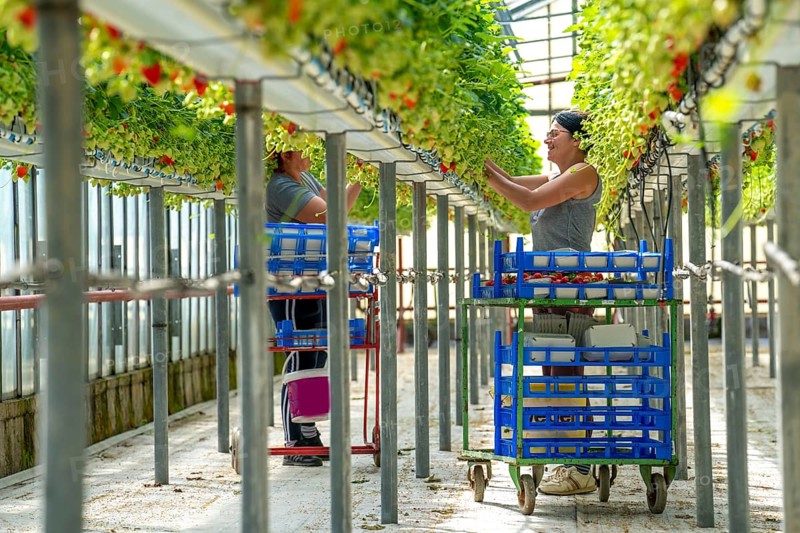 Harvesting strawberries, harvest helper, strawberry cultivation in the greenhouse, young strawberry plants grow up, in different stages of ripeness are watered individually by drip irrigation and supplied with nutrients, they grow in a substrate culture in raised beds, near Dormagen, Rhineland, North Rhine-Westphalia, Germany, Europe