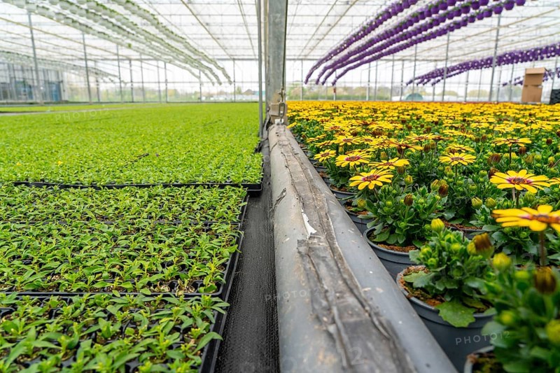 Horticultural business, greenhouse, flower pots, young plants, cape daisies, osteospermum, growing up, Straelen, North Rhine-Westphalia, Germany, Europe