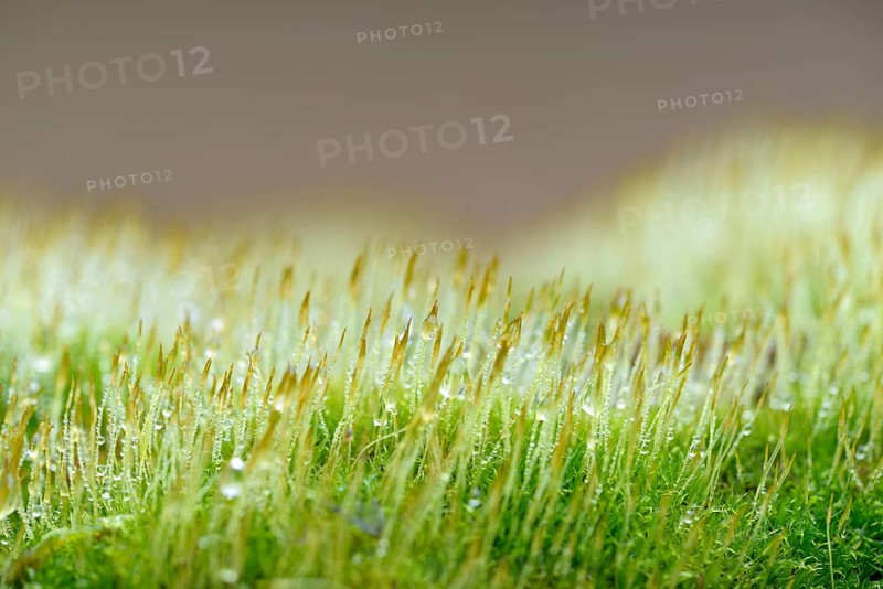 Moss, moss cushion with raindrops, close-up, Moselle, Rhineland-Palatinate, Germany, Europe