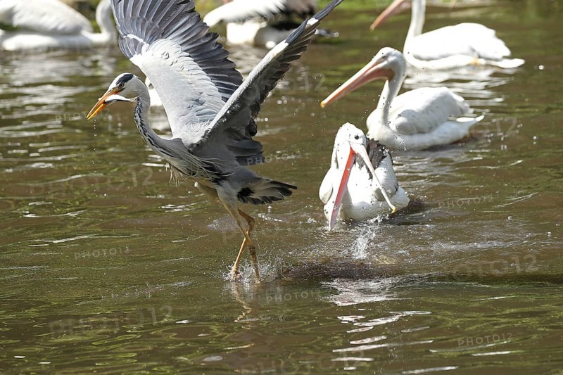 Grey heron (Ardea cinerea) snatching fish from australian pelicans (Pelecanus conspicillatus), Walsrode Bird Park, Lower Saxony, Germany, Europe