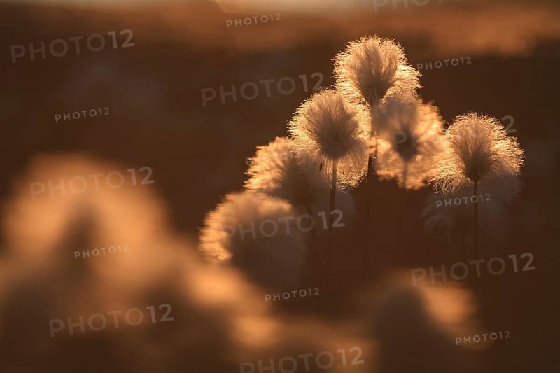 Cotton grass, midnight sun, summer, Ilulissat, Ilulissat Icefjord, Disko Bay, West Greenland, Greenland, North America
