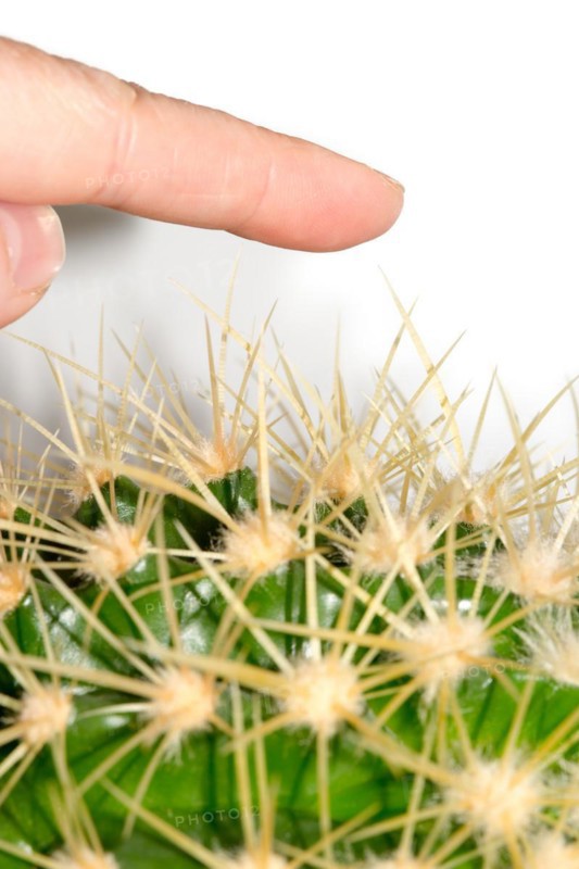 A human finger approaches the long, pointed spines of a green cactus, hedgehog cactus, hedgehog cactus (Echinocereus), columnar cactus, columnar cactus, white background, symbolic image for danger, risk, pain, injury, caution, warning, threat, risky, prohibition, warning, attention, daring, courage, vigilance, insurance, Germany, Europe