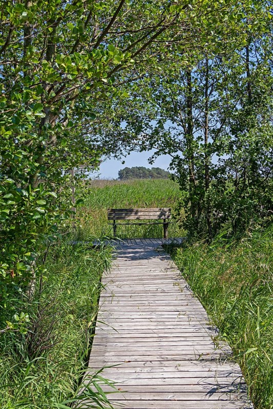 Circular hiking trail, trees, grass, wooden footbridge, bench, Darßer Ort, Born a. Darß, Mecklenburg-Vorpommern, Germany, Europe