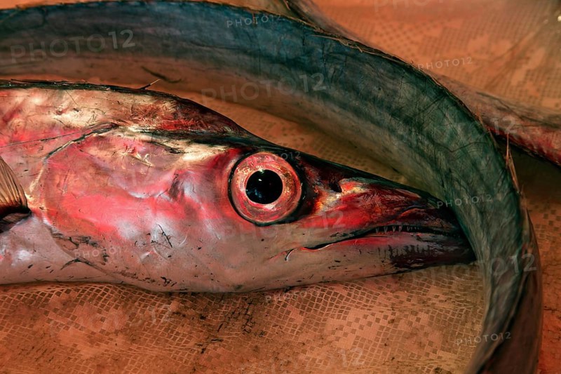 Silver scabbardfish at the historic Catania fish market, Catania, Sicily, Italy, Europe