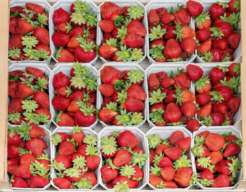 Fresh strawberries (Fragaria) sorted in cardboard trays, Bavaria, Germany, Europe
