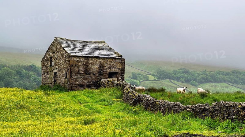 Farms in Yorkshire Dales National Park, North Yorkshire, England, United Kingdom, Europe