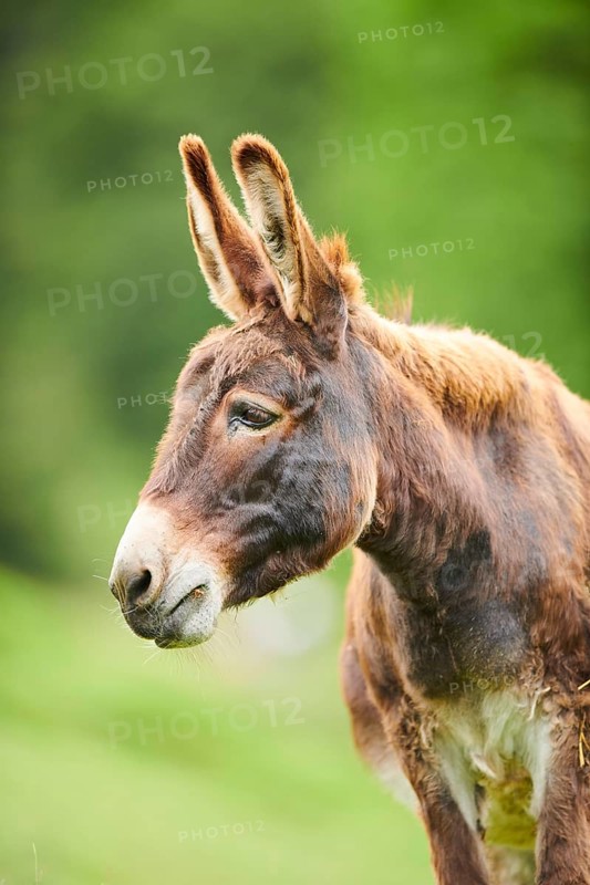Donkey (Equus africanus asinus), portrait, tirol, Kitzbühel, Wildpark Aurach, Austria, Europe