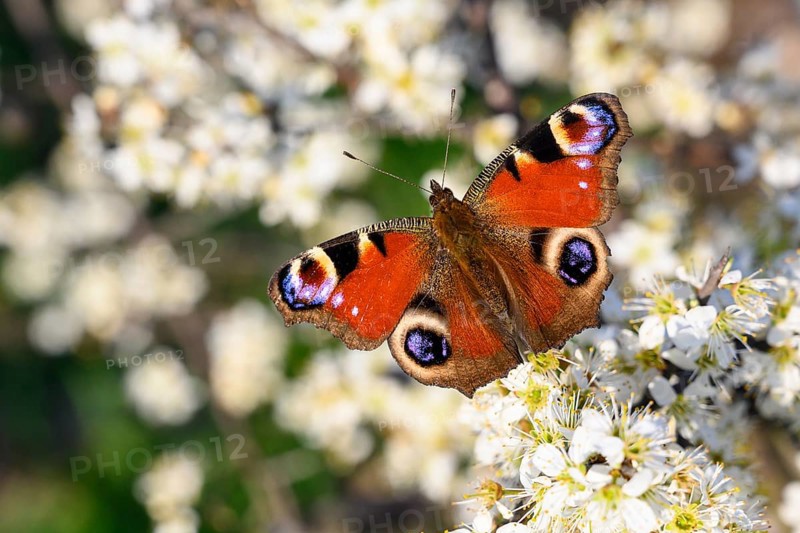 European peacock (Aglais io) in spring on a flowering hedge, butterfly, Hüde, Lower Saxony, Germany, Europe