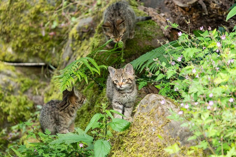 Three kittens playing together between stones and ferns in the green forest, wild cat (Felis silvestris), kittens, Germany, Europe