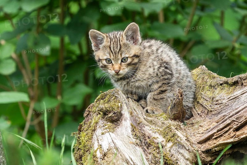 A sitting kitten on a tree trunk, surrounded by green foliage in the forest, wildcat (Felis silvestris), kittens, Germany, Europe
