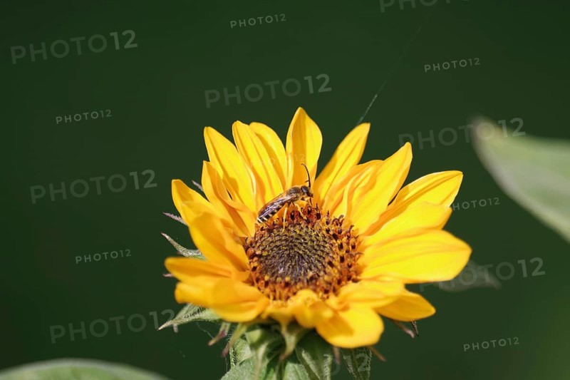 Yellow-banded furrow bee (Halictus scabiosae), male, sunflower, yellow, The furrow bee sucks nectar from the flower of a sunflower