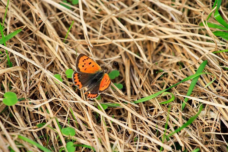 Small copper, September, Mecklenburg-Western Pomerania, Germany, Europe