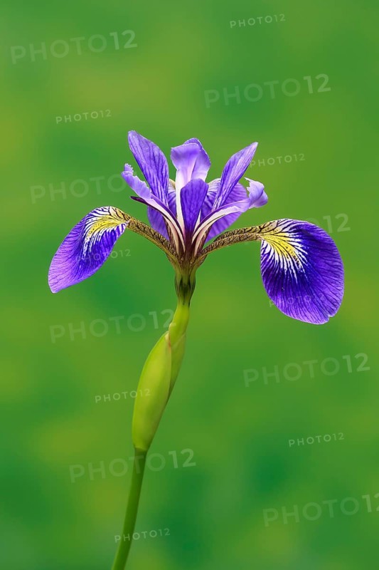 American marsh iris (Iris versicolor), flower, in bloom, at a pond, Ellerstadt, Germany, Europe