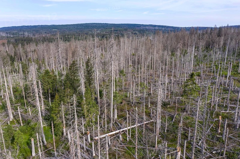Aerial photo of dead spruces, due to infestation by bark beetles, Oderbrück, 19/07/2020