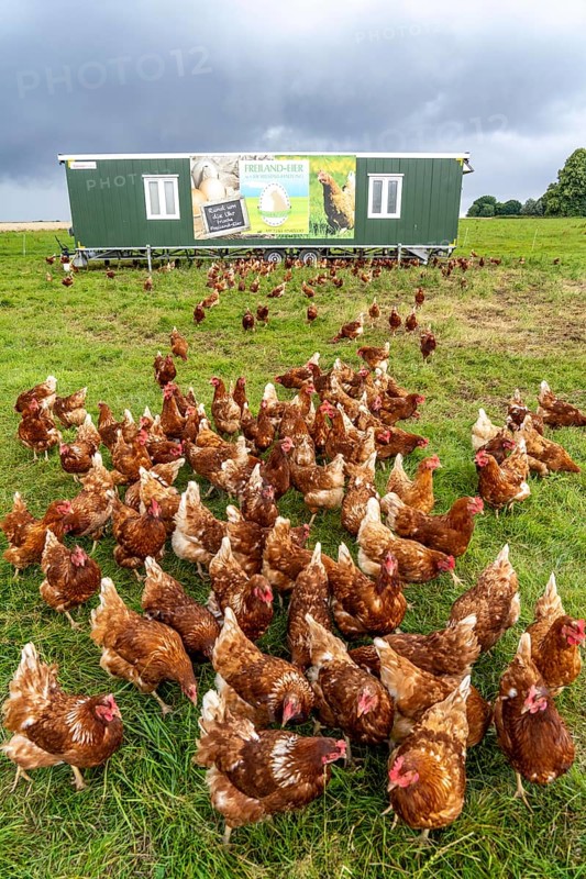 Chickens in a meadow, mobile housing, free-range chickens, free-range eggs, north of Warstein-Allagen, North Rhine-Westphalia, Germany, Europe