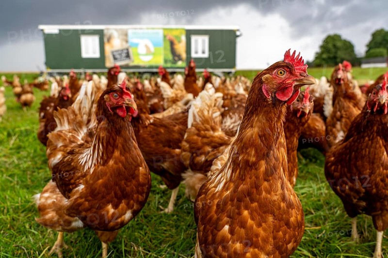 Chickens in a meadow, mobile housing, free-range chickens, free-range eggs, north of Warstein-Allagen, North Rhine-Westphalia, Germany, Europe