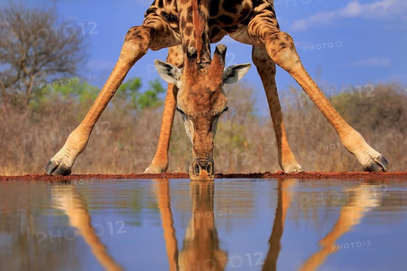 Southern giraffe (Giraffa camelopardalis giraffa), adult, portrait, drinking, at the water, Kruger National Park, Kruger National Park, Krugerpark, South Africa, Africa