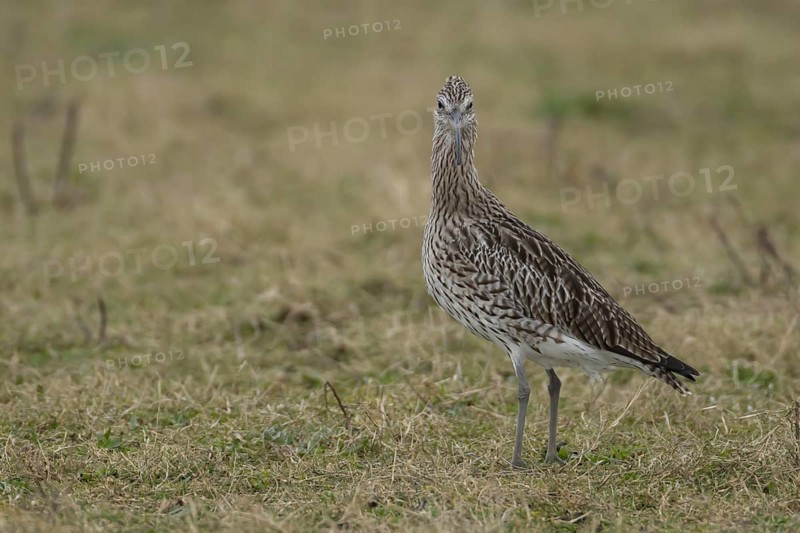 Eurasian curlew (Numenius arquata) adult bird standing on grassland, Lincolnshire, England, United Kingdom, Europe