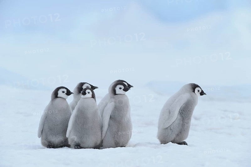 Emperor penguins, Aptenodytes forsteri, Group of Chicks, Snow Hill Island, Antartic Peninsula, Antarctica