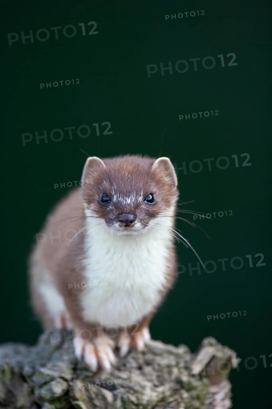 European stoat (Mustela erminea) adult animal portrait, United Kingdom, Europe