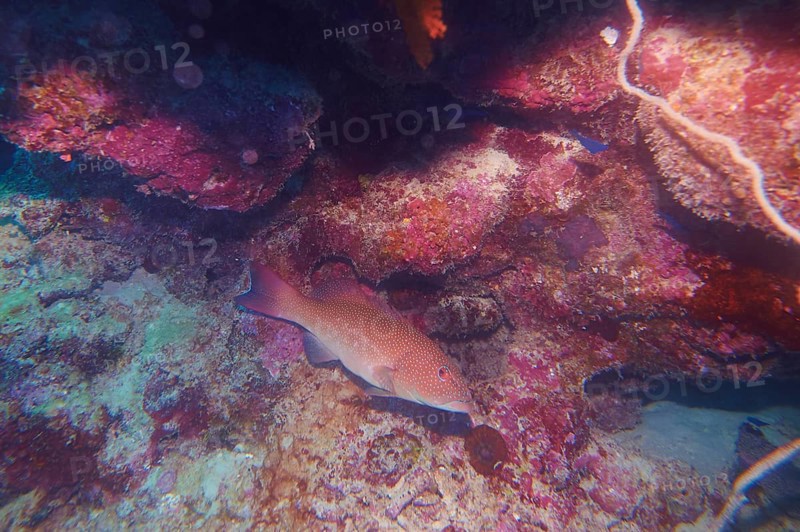 Coral trout (Plectropomus leopardus) in the great barrier reef in spring, Cairns, Australia, Oceania