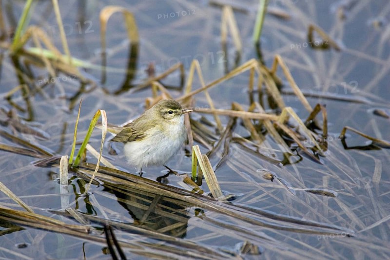 Willow Warbler looking for food, (Phylloscopus trochilus), songbird, Vardö, Varanger, Norway, Europe