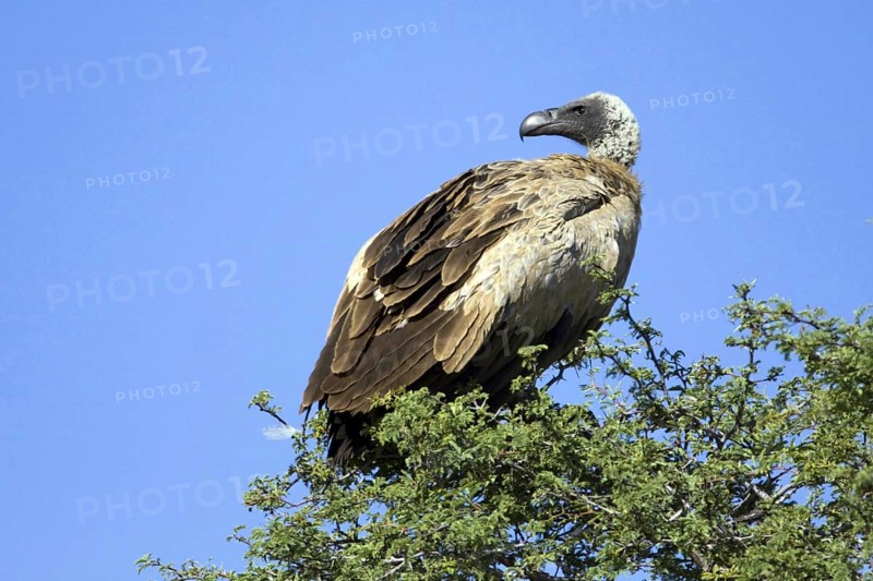 White-backed vulture, (Gyps africanus), resting in the morning Kalahari Gemsbok NP, South Africa, blue sky, perch, Africa
