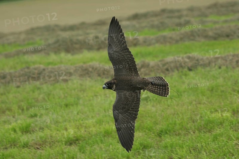 Gerfalcon Peregrine Falcon (Falco rusticolus, Falco peregrinus) young hybrid mating bird in training flight, Allgäu, Bavaria, Germany, Allgäu, Bavaria, Germany, Europe
