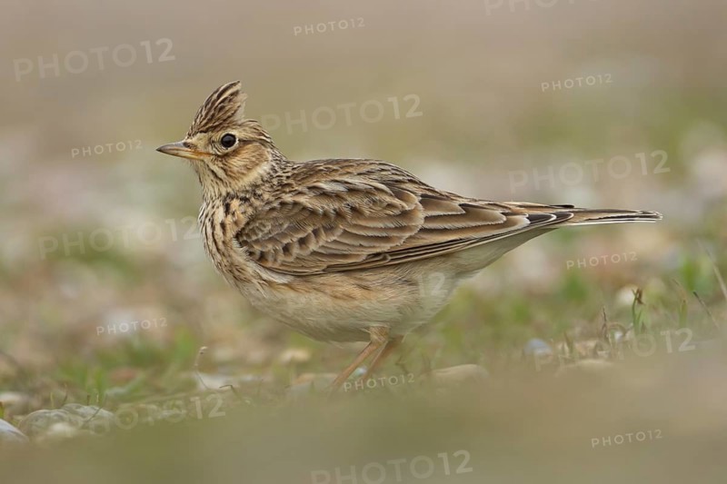Eurasian skylark (Alauda arvensis) adult bird on grassland, Suffolk, England, United Kingdom, Europe