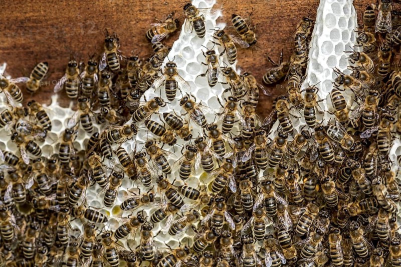 Bee colony, many bees, Western or European honey bee (Apis mellifera), wild construction of natural honeycomb outside of beehive, beeswax, fresh, white, honeycomb, Nidda, Wetterau, Hesse, Germany, Europe