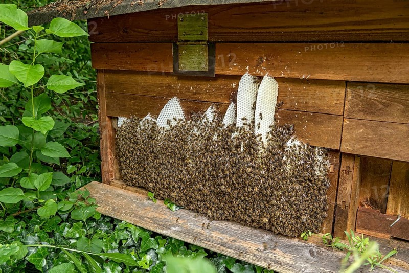 Bee colony, many bees, Western or European honey bee (Apis mellifera), wild construction of natural honeycomb outside of beehive, beeswax, fresh, white, honeycomb, Nidda, Wetterau, Hesse, Germany, Europe