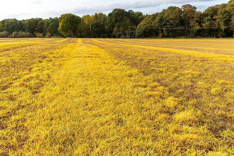 Lines of ridges and furrows yellow grass crossing field, Shottisham, Suffolk, England, UK