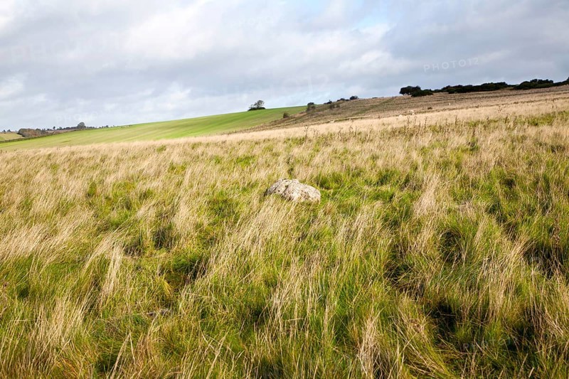 Fyfield Down national nature reserve, Marlborough Downs, Wiltshire, England, UK unimproved chalk grassland with sarsen stones in dry valleys
