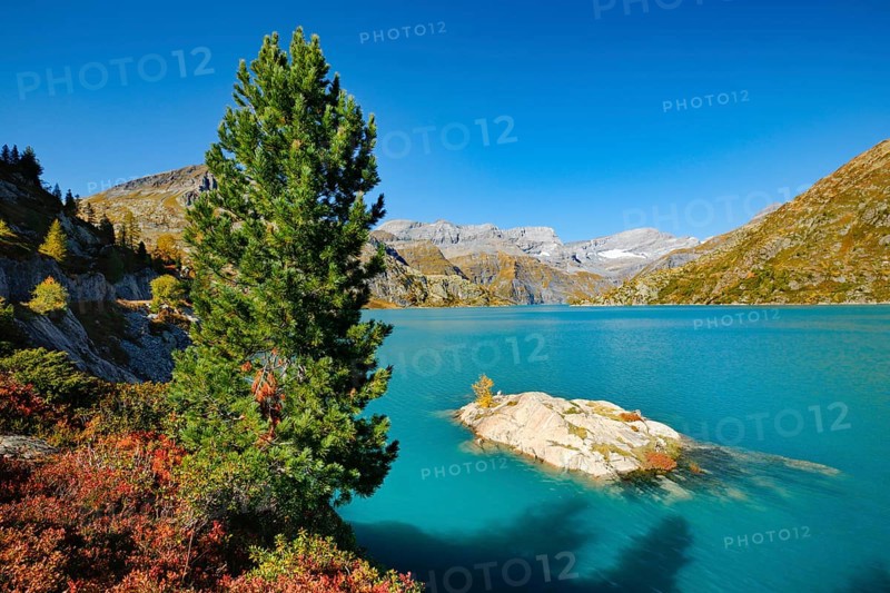 Mountain pine at Lac d'Emosson in the Valais mountains, Switzerland, Europe