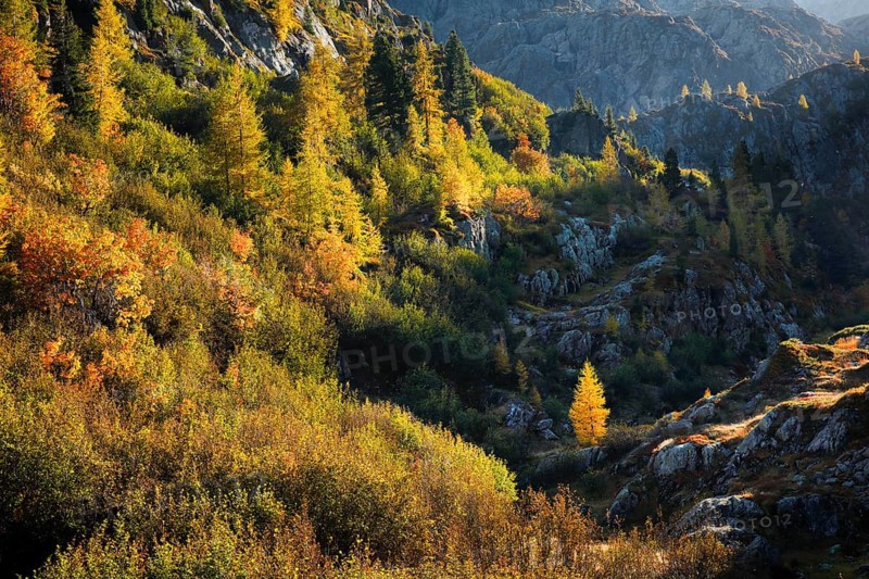 Autumnal vegetation with larches, birches and willows in rugged alpine terrain, Valais, Switzerland, Europe
