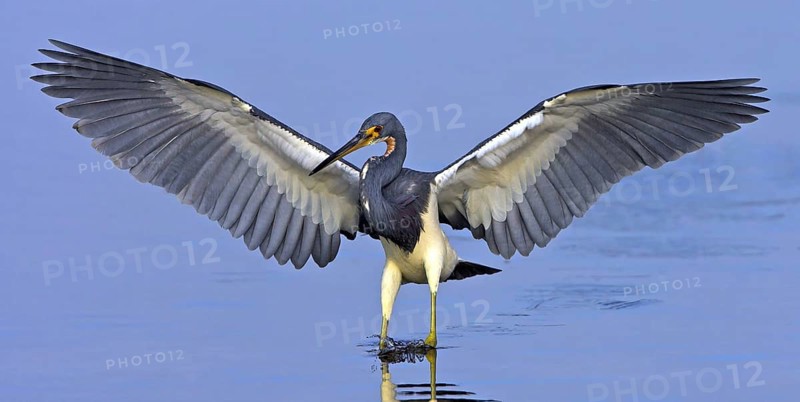 Tricolored heron (Egretta tricolor), foraging, J. N. Ding Darling National Wildlife Refuge, Sanibel Island, Florida, USA, North America
